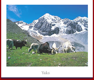 Yaks in Sulden